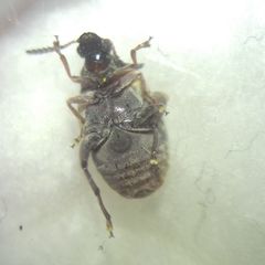 Megabruchidius dorsalis