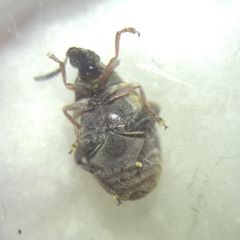 Megabruchidius dorsalis