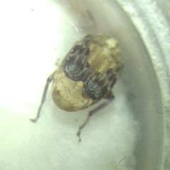 Megabruchidius dorsalis