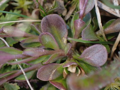 Polygala amarella