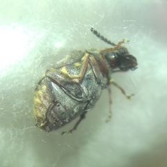 Megabruchidius dorsalis