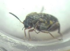 Megabruchidius dorsalis