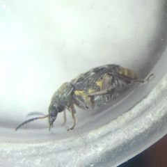 Megabruchidius dorsalis