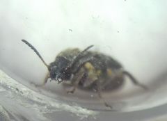 Megabruchidius dorsalis