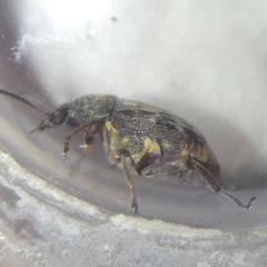 Megabruchidius dorsalis