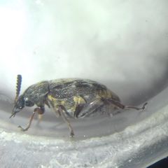 Megabruchidius dorsalis