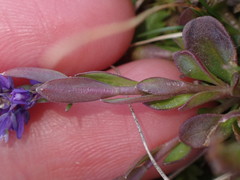 Polygala amarella