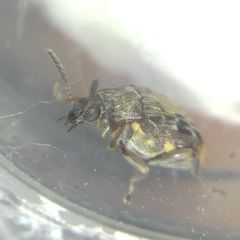 Megabruchidius dorsalis