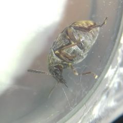 Megabruchidius dorsalis