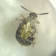 Megabruchidius dorsalis