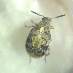 Megabruchidius dorsalis