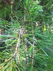 Cedrus deodara