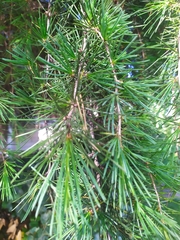 Cedrus deodara