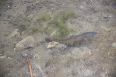 Salmo trutta fario