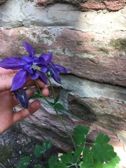 Aquilegia vulgaris