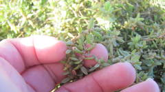 Suaeda novae-zelandiae