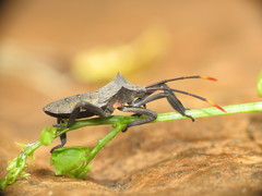 Elasmopoda alata