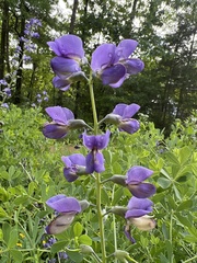 Baptisia australis aberrans