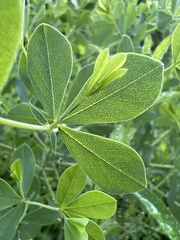 Baptisia australis aberrans