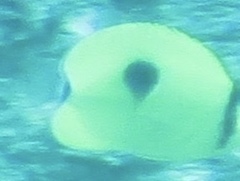 Chaetodon interruptus