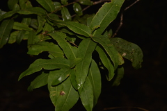 Notelaea venosa