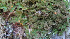 Sticta squamata