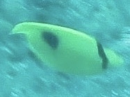 Chaetodon interruptus