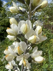 Baptisia albescens