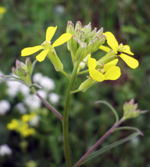 Erysimum canescens