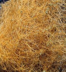 Cuscuta denticulata