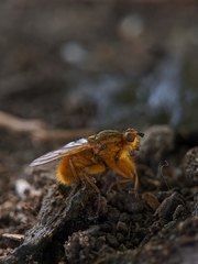 Scathophaga stercoraria