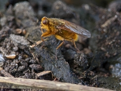 Scathophaga stercoraria