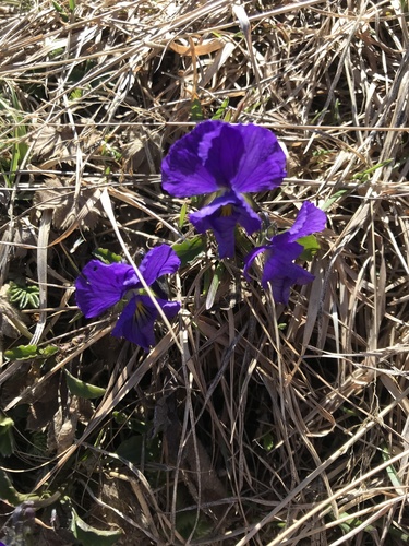 fialka (Viola)