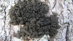 Leptogium coralloideum