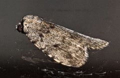 Tolpia conscitulana