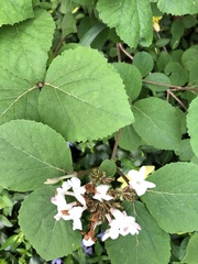 Viburnum carlesii