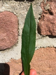 Magnoliopsida