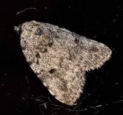 Tolpia conscitulana