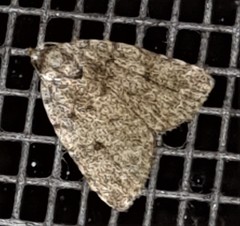 Tolpia conscitulana