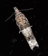Spilonota constrictana