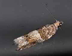 Spilonota constrictana
