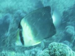 Chaetodon blackburnii