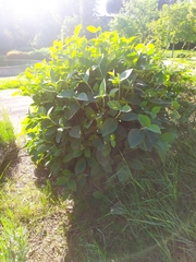 Viburnum lantana