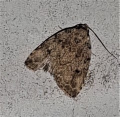 Tolpia conscitulana