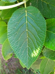 Viburnum lantana