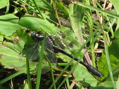 Hylogomphus adelphus