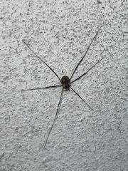 Dasylobus graniferus