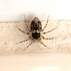 Oecobius maculatus