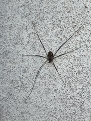 Dasylobus graniferus