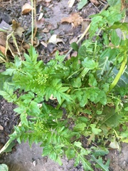 Cardamine impatiens